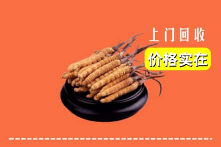 佛山市禅城回收冬虫夏草
